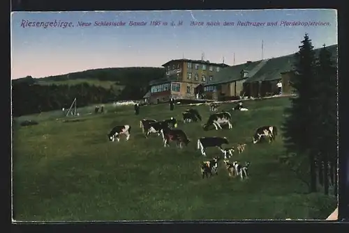 AK Neue Schlesische Baude im Riesengebirge mit weidenden Kühen