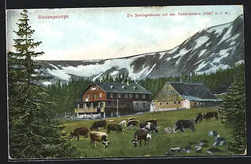 AK Schlingelbaude, Ansicht mit Teichrändern im Riesengebirge