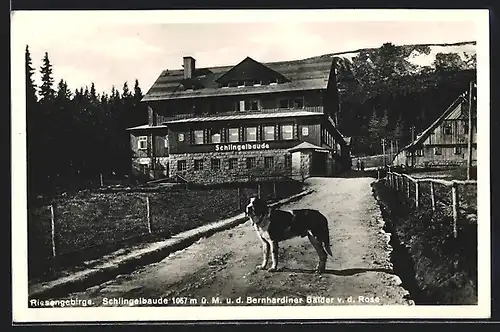 AK Schlingelbaude und der Bernhardiner Balder v. d. Rose, Riesengebirge