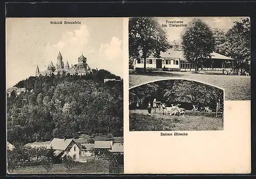 AK Braunfels, Schloss, Forsthaus im Tiergarten, Zahme Hirsche