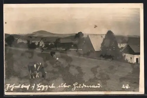 AK Johnsbach /Erzg., Ortsansicht mit Kühen