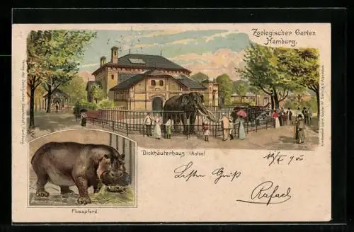 Lithographie Hamburg-St. Pauli, Zoologischer Garten, Dickhäuterhaus (Anton), Flusspferd
