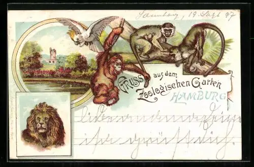 Lithographie Hamburg, Zoologischer Garten, Affen, Löwe