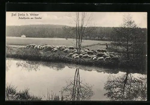 AK Bad Berka /Weimar, Schafherde am Ilmufer
