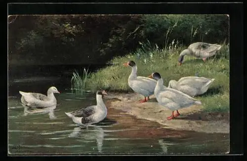 Künstler-AK Alfred Schönian: Enten an einem Teich
