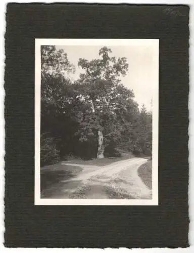 16 Fotografien unbekannter Fotograf, Ansicht Salzburg, Stadtansichten und Umgebung, GlaneggHohenstaufen u.a.