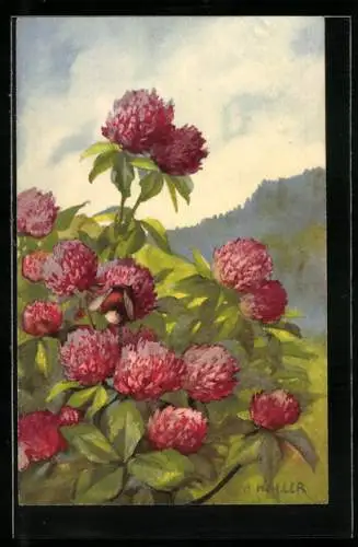 Künstler-AK Anna Haller: Blühender Rhododendron