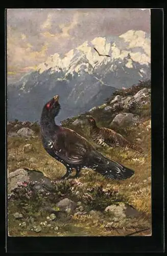 Künstler-AK M. Müller jun.: Auerhahn beäugt den Greifvogel