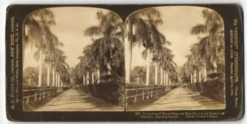 Stereo-Fotografie H. C. White Co., New York, Ansicht Honolulu, Avenue of Royal Palms, an Ideal Drive in the Suburbs
