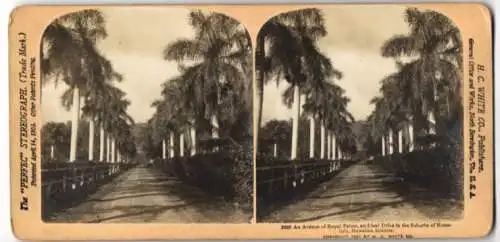 Stereo-Fotografie H. C. White Co., North Bennington, Ansicht Honolulu, Avenue of Royal Palms