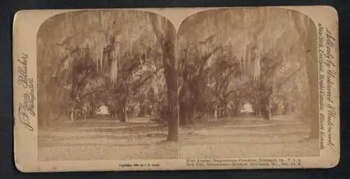 Stereo-Fotografie J. F. Jarvis, Washington, Ansicht Savannah / GA, Moss Avenue, Bonaventure Cemetery