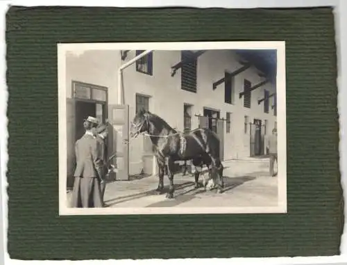 16 Fotografien unbekannter Fotograf, Ansicht Salzburg, Gestüt, Dult-Volksfest, Pferde f. Mailänder Ausstellung 1906