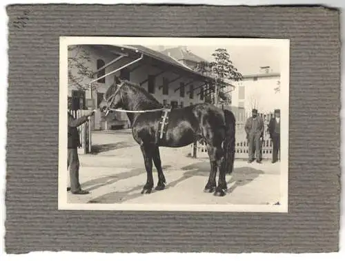 16 Fotografien unbekannter Fotograf, Ansicht Salzburg, Gestüt, Dult-Volksfest, Pferde f. Mailänder Ausstellung 1906