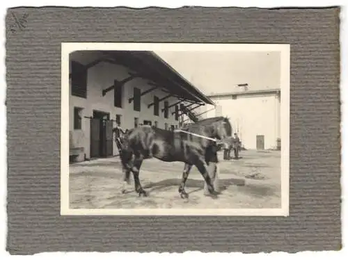 16 Fotografien unbekannter Fotograf, Ansicht Salzburg, Gestüt, Dult-Volksfest, Pferde f. Mailänder Ausstellung 1906