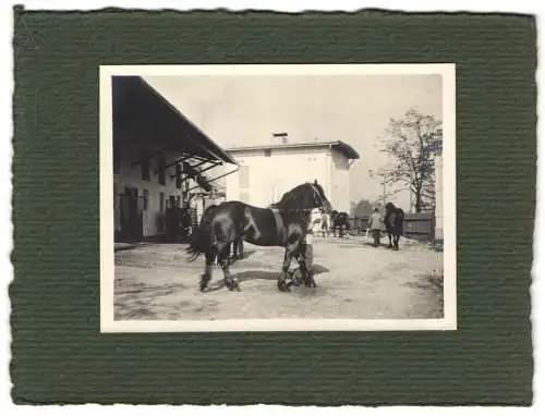 16 Fotografien unbekannter Fotograf, Ansicht Salzburg, Gestüt, Dult-Volksfest, Pferde f. Mailänder Ausstellung 1906