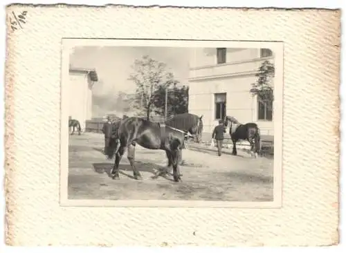 16 Fotografien unbekannter Fotograf, Ansicht Salzburg, Gestüt, Dult-Volksfest, Pferde f. Mailänder Ausstellung 1906