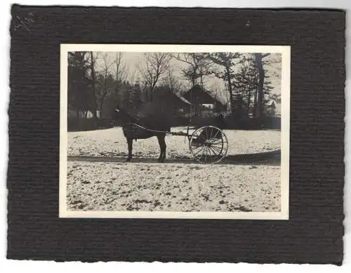 16 Fotografien unbekannter Fotograf, Ansicht Salzburg, Gestüt, Dult-Volksfest, Pferde f. Mailänder Ausstellung 1906