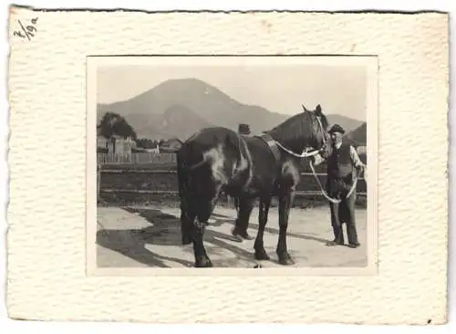 16 Fotografien unbekannter Fotograf, Ansicht Salzburg, Gestüt, Dult-Volksfest, Pferde f. Mailänder Ausstellung 1906