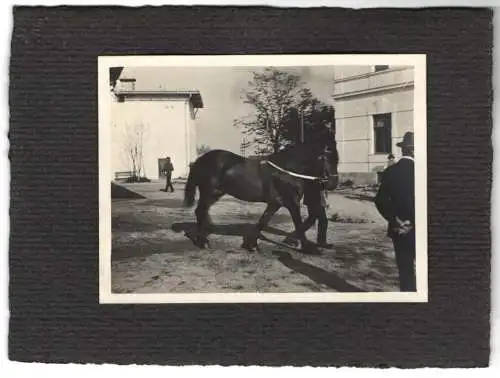 16 Fotografien unbekannter Fotograf, Ansicht Salzburg, Gestüt, Dult-Volksfest, Pferde f. Mailänder Ausstellung 1906