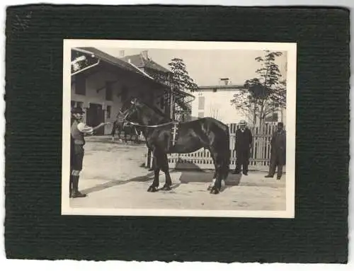 16 Fotografien unbekannter Fotograf, Ansicht Salzburg, Gestüt, Dult-Volksfest, Pferde f. Mailänder Ausstellung 1906