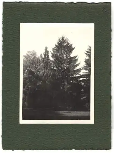 16 Fotografien unbekannter Fotograf, Ansicht Salzburg-Schallmoos, Parkanlage der Villa Baron Schwarz, u.a.