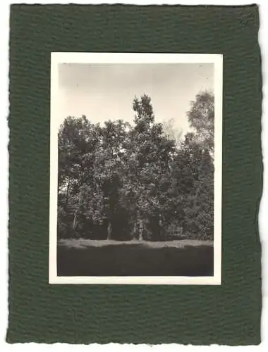 16 Fotografien unbekannter Fotograf, Ansicht Salzburg-Schallmoos, Parkanlage der Villa Baron Schwarz, u.a.