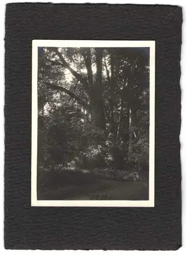 16 Fotografien unbekannter Fotograf, Ansicht Salzburg-Schallmoos, Parkanlage der Villa Baron Schwarz, u.a.