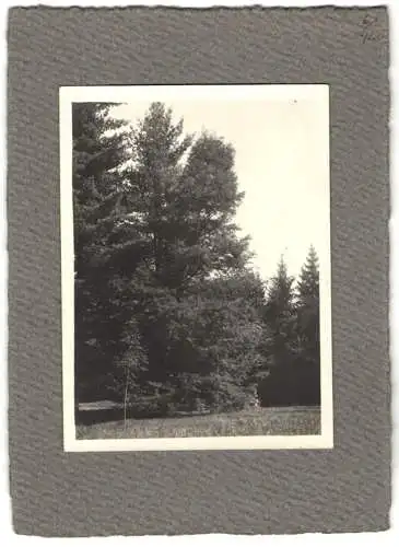 16 Fotografien unbekannter Fotograf, Ansicht Salzburg-Schallmoos, Parkanlage der Villa Baron Schwarz, u.a.