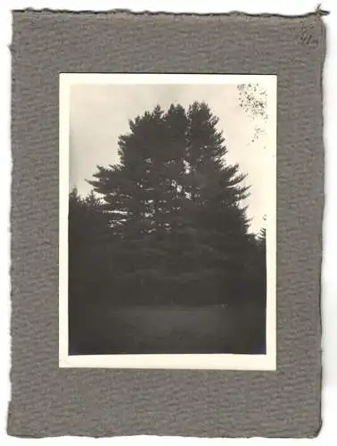 16 Fotografien unbekannter Fotograf, Ansicht Salzburg-Schallmoos, Parkanlage der Villa Baron Schwarz, u.a.