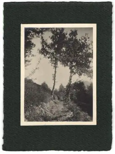 16 Fotografien unbekannter Fotograf, Ansicht Salzburg-Schallmoos, Parkanlage der Villa Baron Schwarz, u.a.