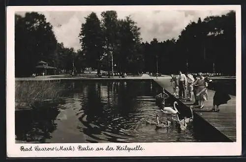 AK Bad Saarow /Mark, Partie an der Heilquelle