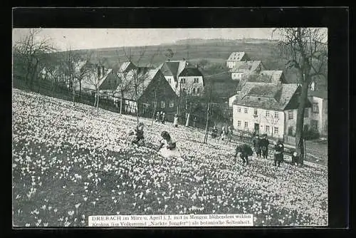 AK Drebach, Ortspartie mit blühendem Krokus