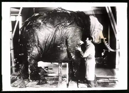 Fotografie Atlantic, Tierpräparator / Taxidermist stopft einen Elefant in seiner Werkstatt aus 1939