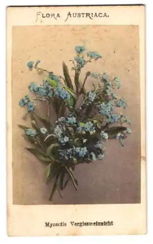 Fotografie Joseph Bermann, Wien, Myosctis, Vergissmeinicht, Flora Austriaca