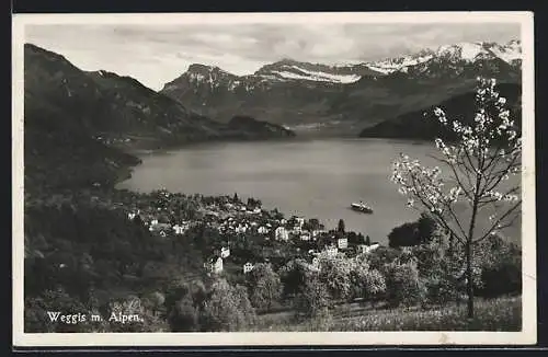 AK Weggis, Ortsansicht mit Alpen