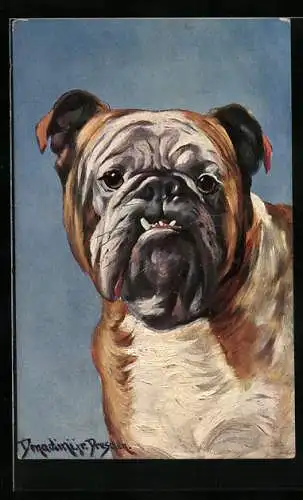 Künstler-AK Antonio Donadini: Porträt einer Bulldogge