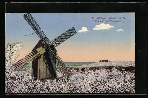 AK Werder a. H., Baumblüte, Windmühle mit Blick auf die Wachtelburg