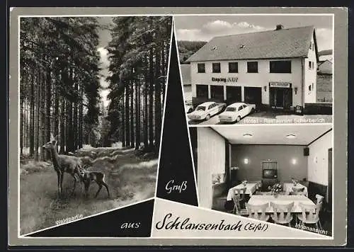 AK Schlausenbach /Eifel, Waldpartie mit Reh und Jungtier, Hotel Restaurant Scherberich