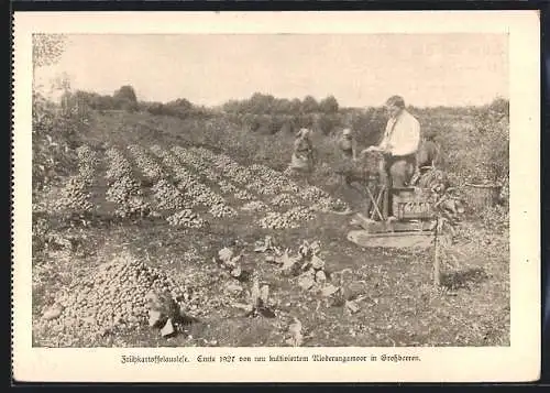 AK Berlin-Dahlem, Lehr- und Forschungsanstalt für Gartenbau, Frühkartoffelauslese, Ernte 1927