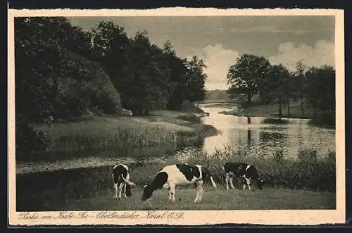 AK Königsberg /O.-Pr., Partie am Krebs-See-Oberländischer Kanal mit Kühen