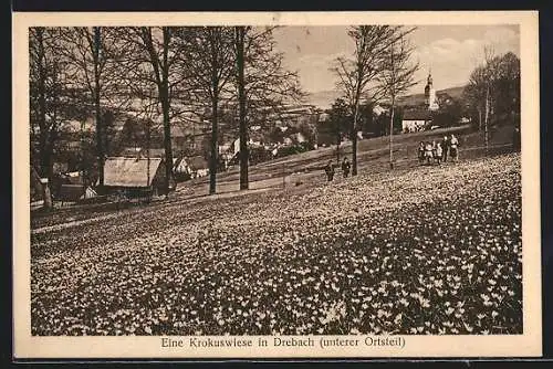 AK Drebach, Krokuswiese im unteren Ortsteil