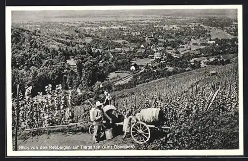 AK Tiergarten / Oberkirch, Weinlese, Weinbergsblick auf den Ort