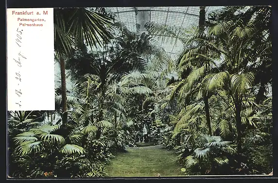 AK Frankfurt-Westend, Palmenhaus im Palmengarten