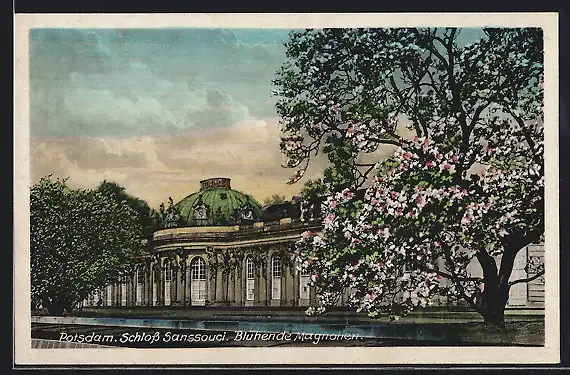 AK Potsdam, Schloss Sanssouci, Blühende Magnolien