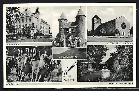 AK Dülmen, Lüdinghauser Tor, Wildpferde, Gymnasium, Teichmühle