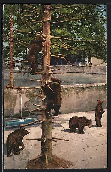 AK Bern, Bären im Bärengraben