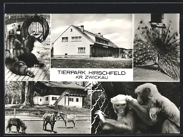 AK Hirschfeld / Zwickau, Tierpark-Ansichten, Konsum-Gaststätte Bärenschenke
