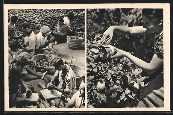 AK Mikveh, Israel, Orange Picking