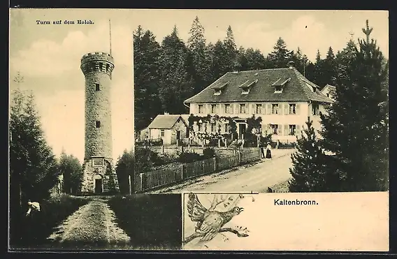 AK Kaltenbronn, Turm auf dem Holoh