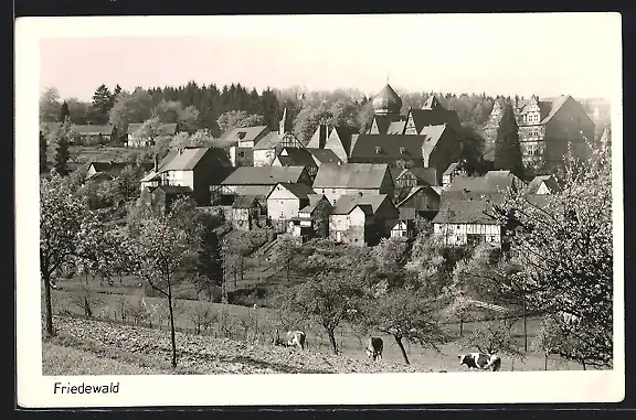 AK Friedewald / Westerwald, Teilansicht mit Kühen